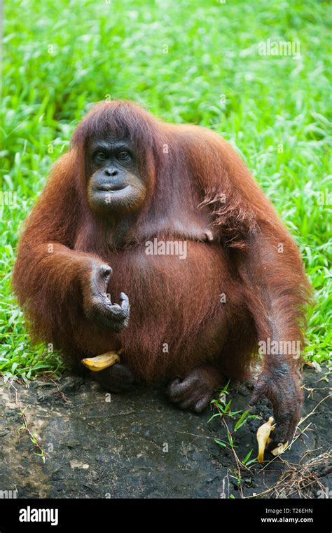 Orangutan Eating Banana