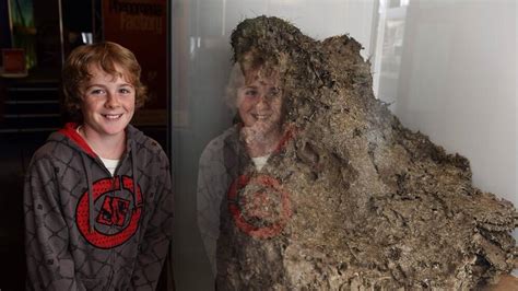 World's largest wasp nest found at Karoola | Video | The Examiner ...