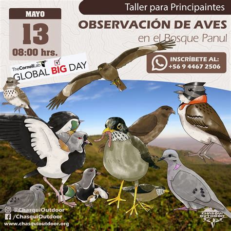 Taller De Observaci N De Aves Para Principiantes