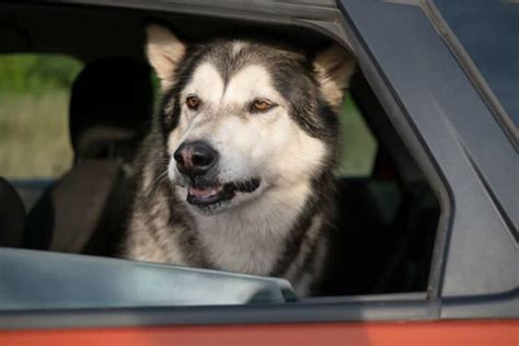 Dealing With Your Dog Panting In Car: A Vet's Take