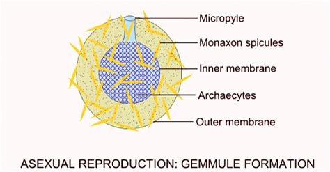 Porifera: Reproduction - Zoology Optional Notes for UPSC PDF Download