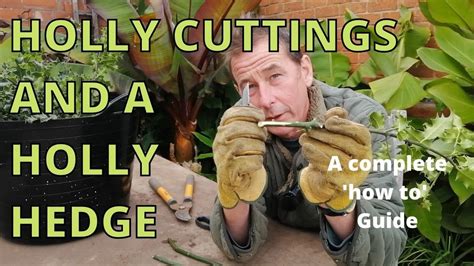 How To Take Hardwood Holly Cuttings To Make A Holly Hedge How To