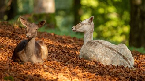 Hirsche Tiere WildPark Schloss Tambach