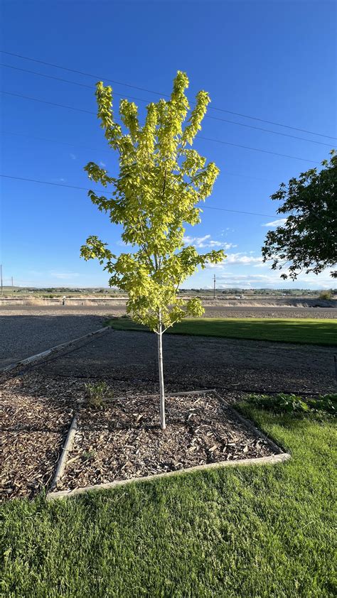 Maple tree health : r/arborists