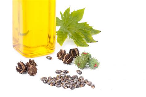 Castor Oil And Constipation Uses Doses And Cautions