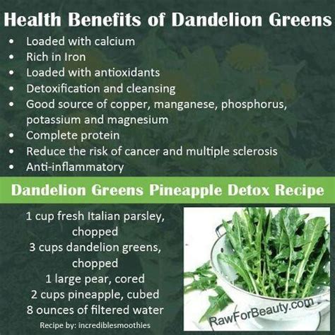 Health Benefits Of Dandelion Leaves Prnso