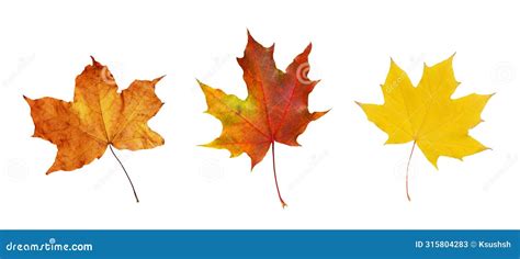 Set Of Autumn Maple Leaves Isolated On White Or Transparent Background