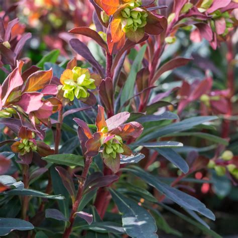 Szk Ka Bylin Dobrepole Euphorbia Amygdaloides Walberton S Ruby Glow