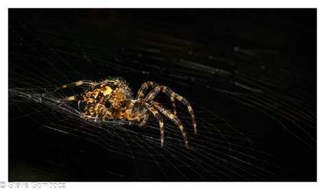 Crowned Orbweaver Spider Garden Spider Crowned Orbweave Flickr