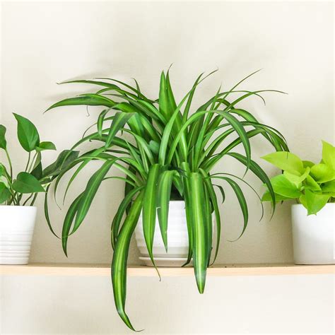 Top 8 Low Maintenance House Plants For Beginners My Fresh Perspective