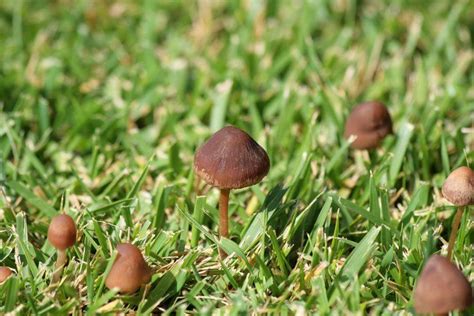 Why Are Mushrooms Growing In My Yard