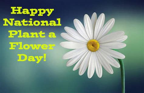 Happy National Plant A Flower Day By Uranimated18 On Deviantart