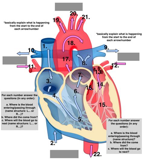 Blood Flow of the Heart Diagram | Quizlet