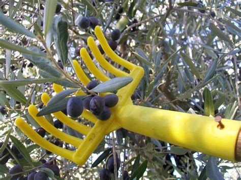 just VASGO: How to Harvest Olives for Olive Oil