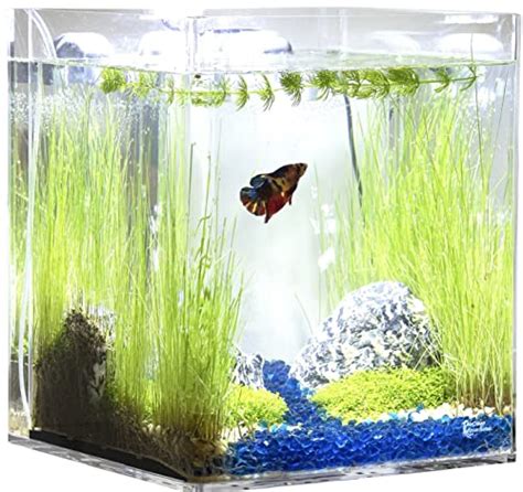 Best Self Cleaning Fish Tank For Citizenside