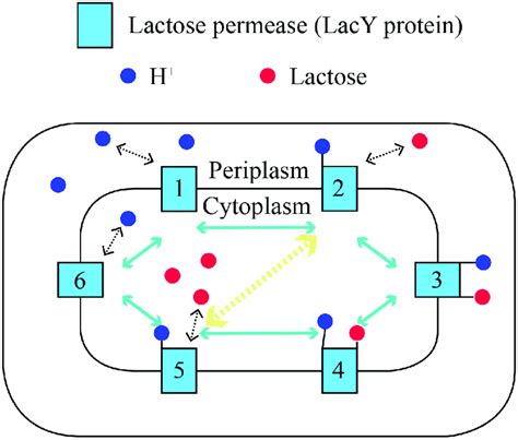 The Modified Six State Mechanism Of Cotransport An Alternating Access