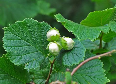 Corylus avellana abeleira avellano O Camiño dos Faros