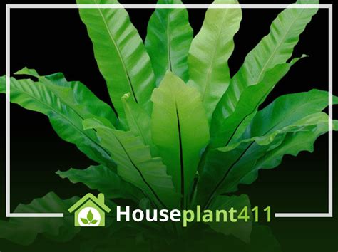 Birds Nest Fern How To Grow Care Guide