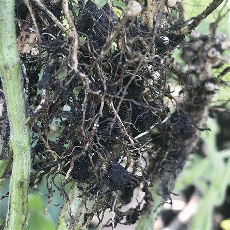 Soybean Cyst Nematode In Crosshairs For Food Grade Soybeans Manitoba Co Operator