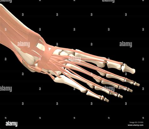 Anatomia Del Pie Humano Hot Sex Picture