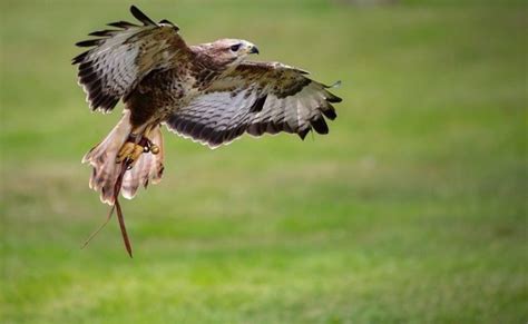 20 Interesting and Fun Harris Hawk Facts You Never Knew - Optics Mag