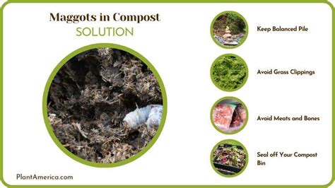 Maggots in Compost: Why You Have Them and Ways of Prevention - Plant ...