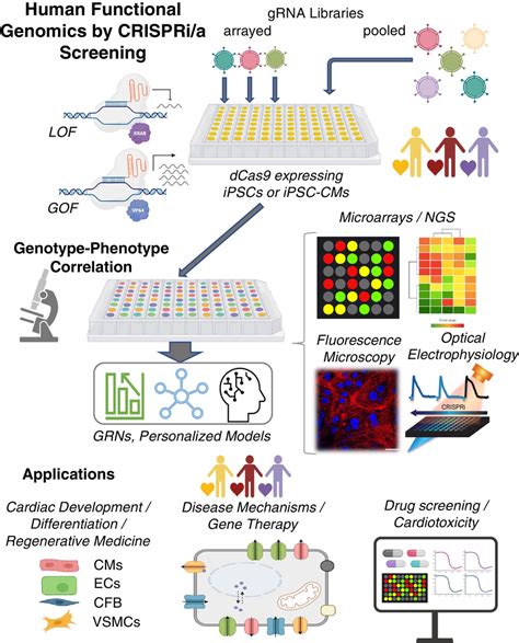 Human Functional Genomics By Crispria Crispr Based Screening