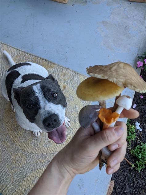 Does anyone have any good training protocols for your pibble freaking