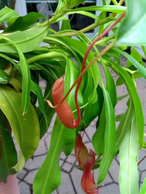 Nepenthes Species Atlanta Usa Eflora Of India