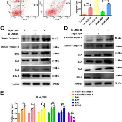 Dhm Induced Apoptosis In Hep3b Cells A Following Treatment With Five Download Scientific