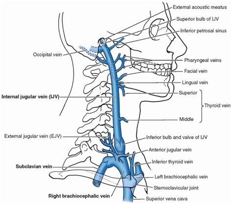 Internal Jugular Vein Diagram | Quizlet