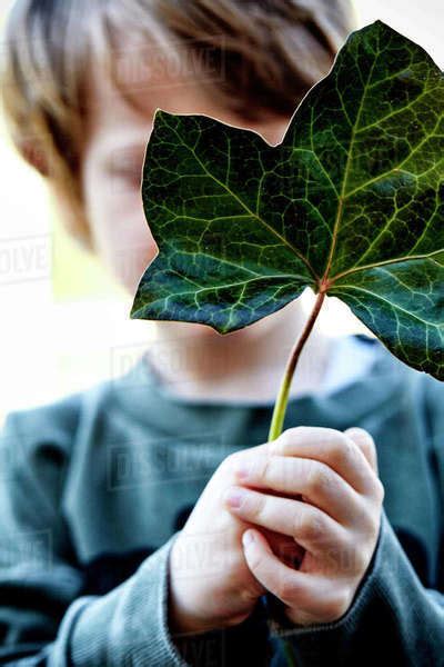 Boy Holding A Leaf In Front Of His Face Stock Photo Dissolve