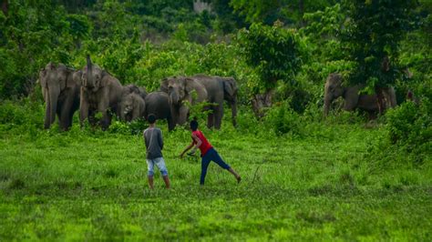 In a Tight Corner: The Dwindling Elephant Herds of Assam | RoundGlass | Sustain