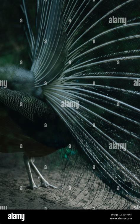 Rear View Of Peacock Hi Res Stock Photography And Images Alamy