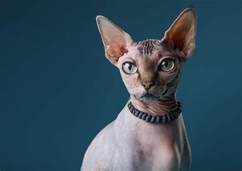 Gato Esfinge O Sphynx Historia Alimentación Cuidados Gatos Peludos