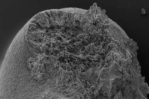 Electron Scanning Microscopy I [image] Eurekalert Science News Releases