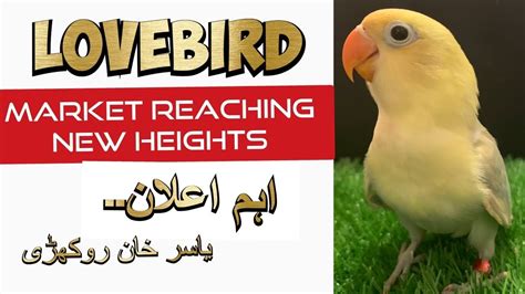 Lovebirds Farming Industry In Pakistan Is Reaching New Business Heights