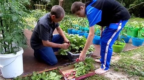 Container Garden Harvesting Radishes Youtube