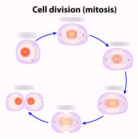 Mitosis Diagram Diagram | Quizlet