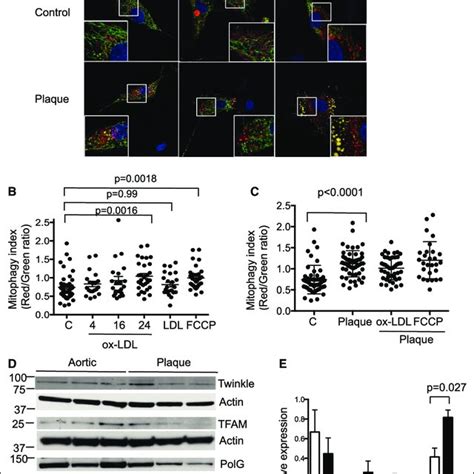 Mitochondrial Dna Mtdna Damage Reduced Mitochondrial Respiration And