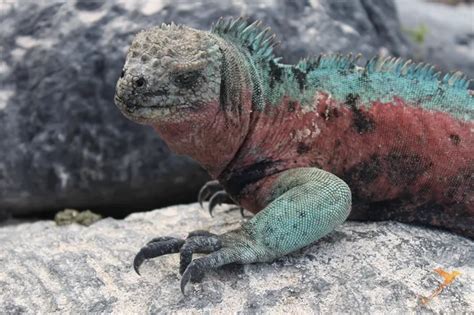 Iguana Marina De Gal Pagos Viajes Al Ecuador