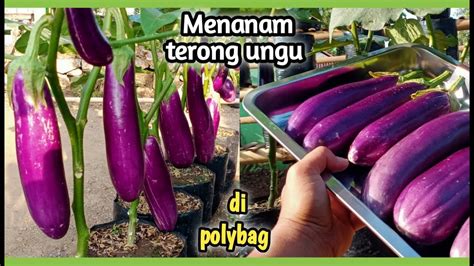 Menanam Terong Ungu Di Polybag Berbuah Besar Youtube