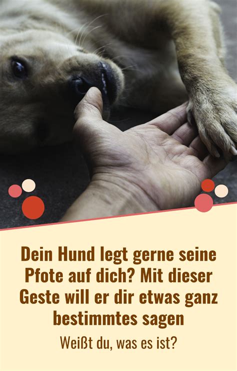 Wenn Du Deinen Hund Verstehen M Chtest Solltest Du Lernen Seine