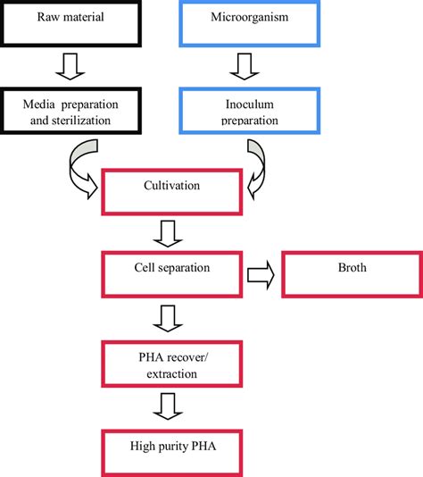 6 Schematic Diagram Of Intracellular PHA Production And Purification