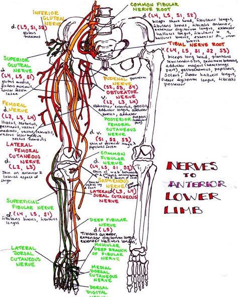 Diagram Of The Sciatic Nerve System Nerve Sciatic Sciatica P