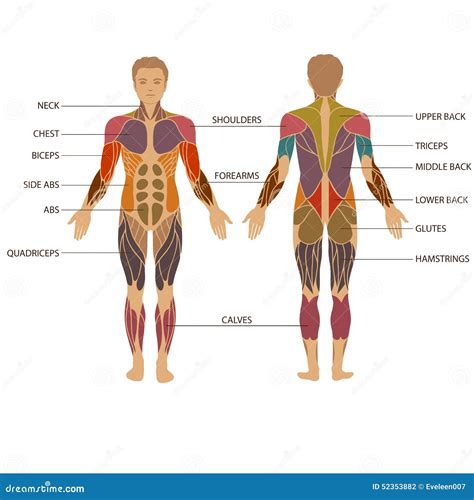 M Nniskokropp Muskel Vektor Illustrationer Illustration Av Bodybyggare