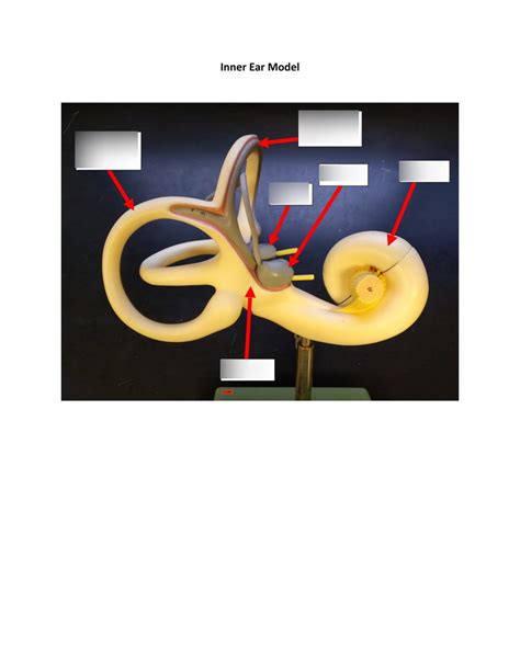 Inner Ear Model Diagram Quizlet