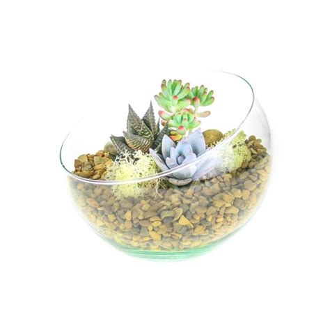 Angled Glass Bowl Terrarium With Gorgeous Miniature Plants Small The Art Of Succulents