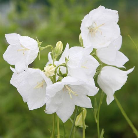 Buy peach-leaved bellflower Campanula persicifolia var. 'alba'