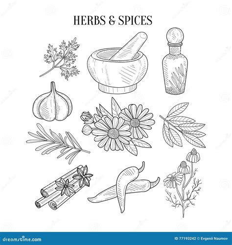 Herbs And Spices Hand Drawn Realistic Sketches Stock Vector